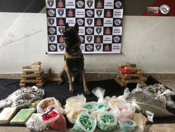 Com ajuda do cão Bart, PM apreende 34 quilos de droga na Brasilândia