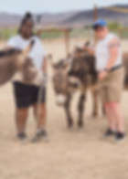 volunteers with donkeys