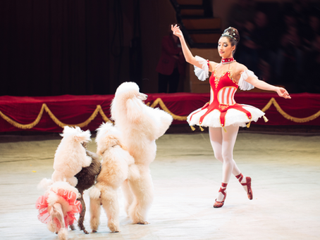 The origin and history of the Poodle breed