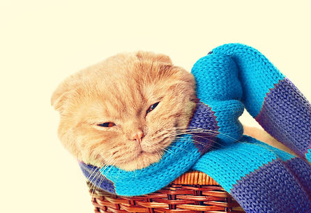 cat-wearing-scarf-in-basket-SBI-300903460.jpeg
