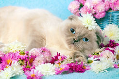 portrait-of-cute-cat-having-a-rest-on-the-flowers-SBI-300903143.jpeg