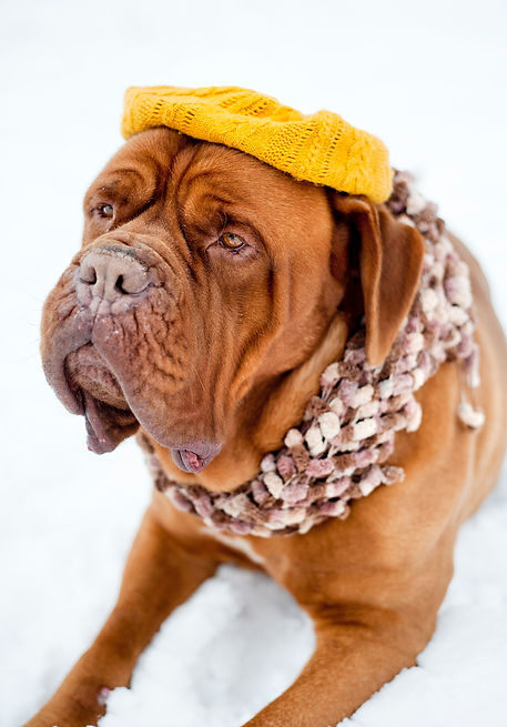 cute-dog-is-chilling-out-in-funny-hat-SBI-304892123.jpeg