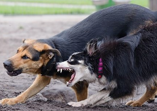 interdog aggression.png