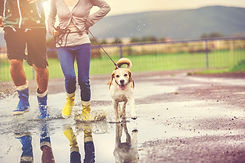 young-couple-walk-dog-in-rain-details-of-wellies-splashing-in-puddles-SBI-305121770.jpeg