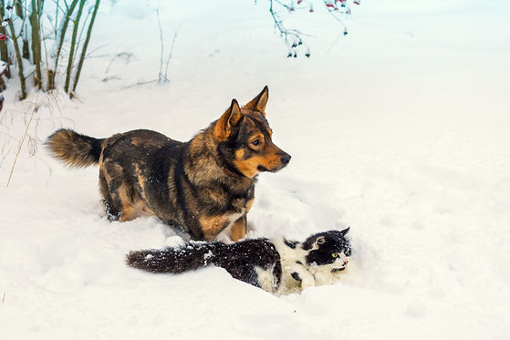 big-dog-and-black-and-white-cat-playing-in-snow-SBI-300874643.jpeg