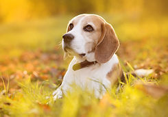 beagle-dog-portrait-on-sunshine-background-in-nature-SBI-304894682.jpeg