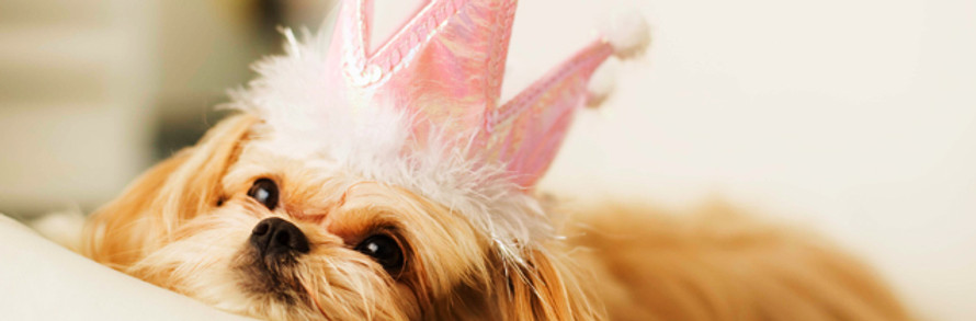 Dog Gifts and Treats