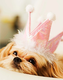 Princess Puppy
