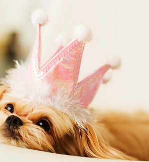 Princess Puppy