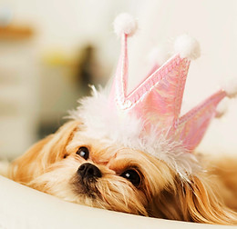 Princess Puppy