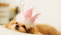 Princess Puppy