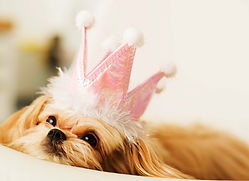 Dog Wearing Crown