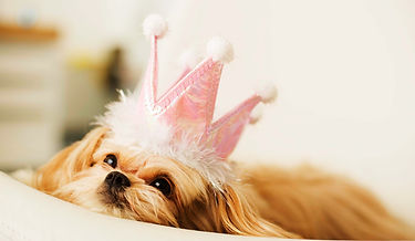Dog Wearing Crown