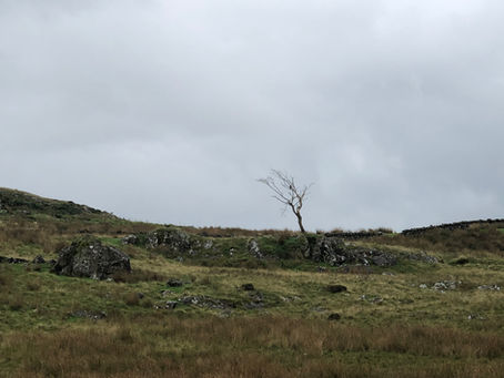 A lone tree stands on a grassy hill under a gray sky, surrounded by rocks. The scene feels desolate and calm.