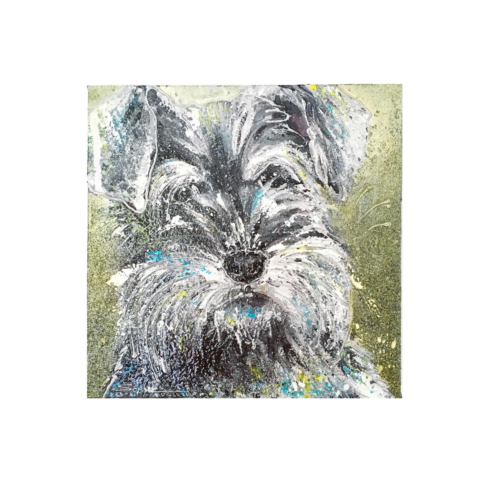 Miniature Schnauzer