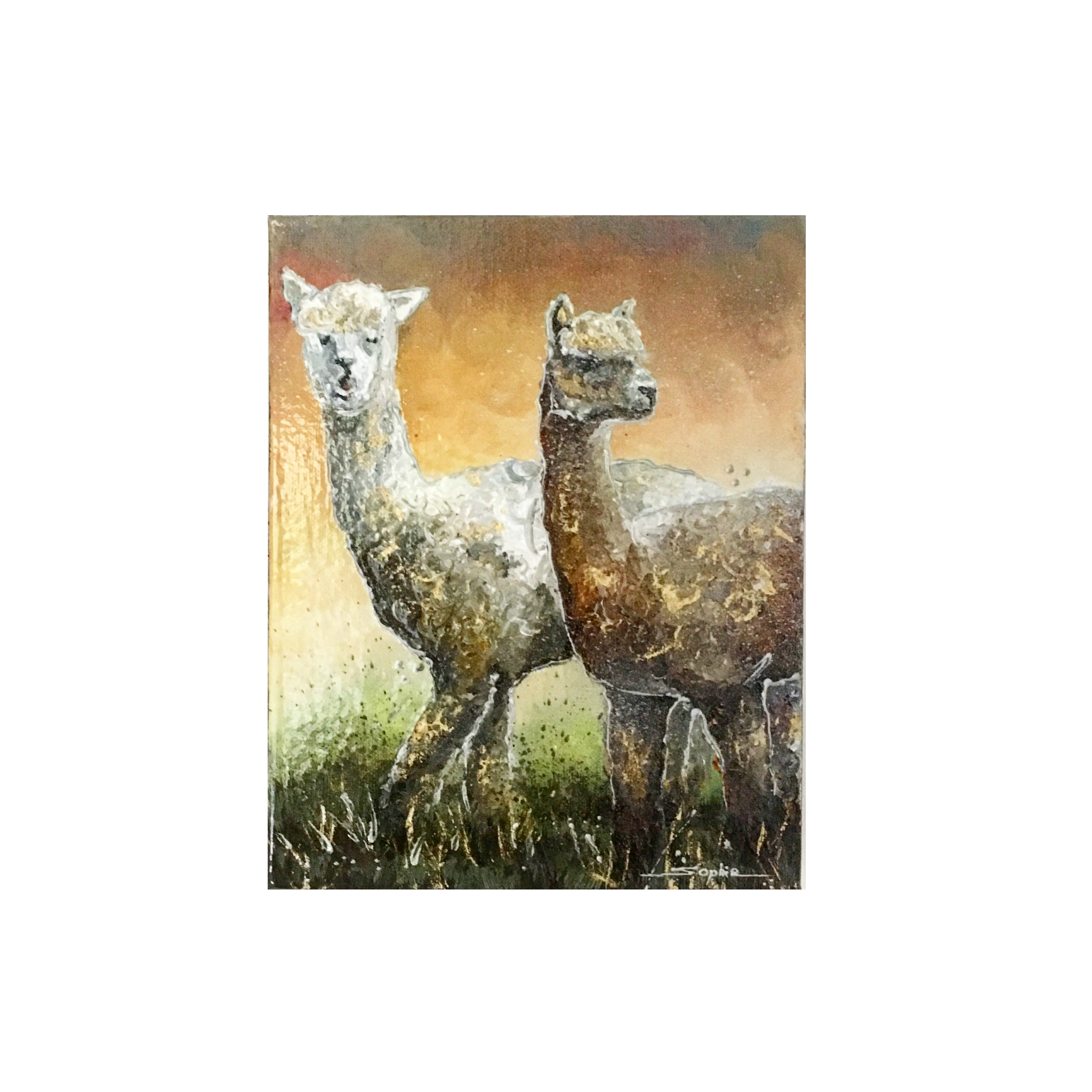 Alpacas