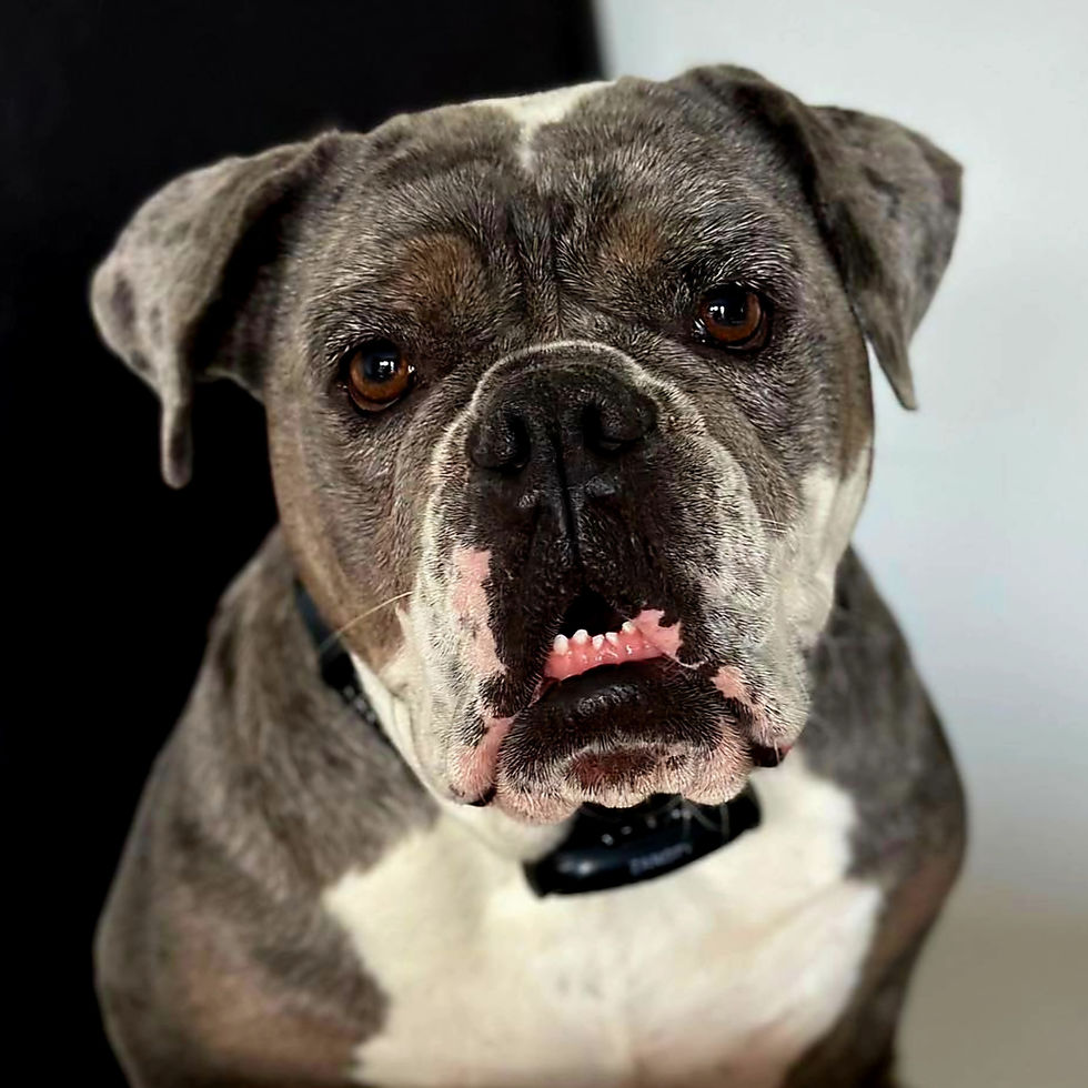 315_BellaBulldog-01.jpg