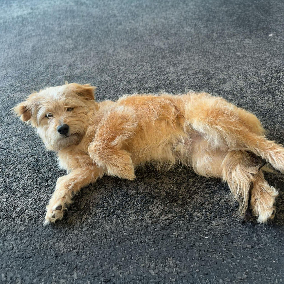 651_Ollie-01.jpg
