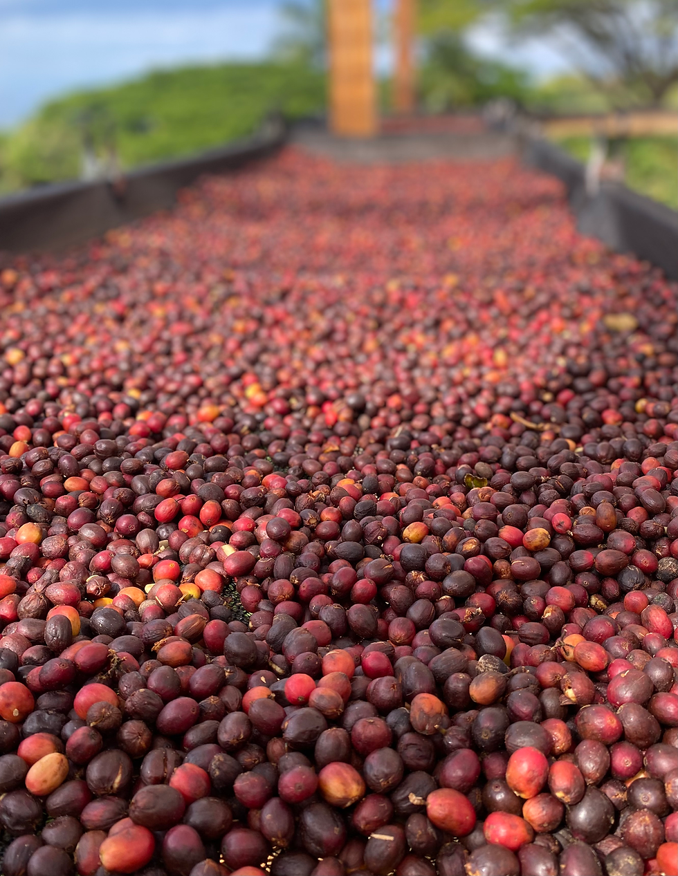 Thumbnail: Naturals | 100% Kona Coffee - 8oz / 226g