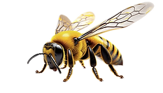 Honey Bee