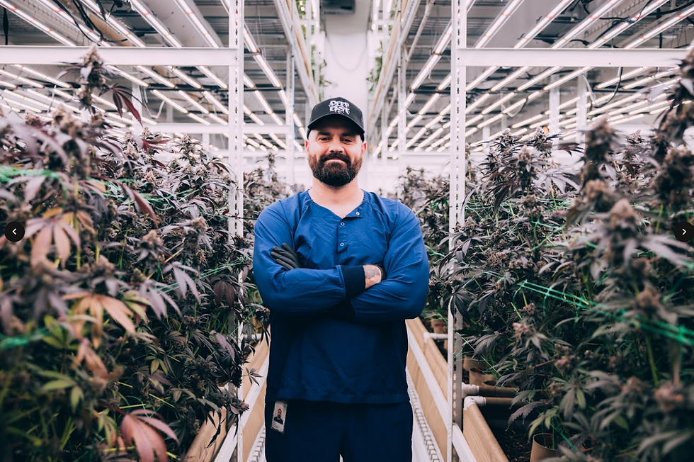 Cannabis consulting, vertical growing, vertical cannabis growing, growing cannabis vertically, indoor cannabis, consultant
