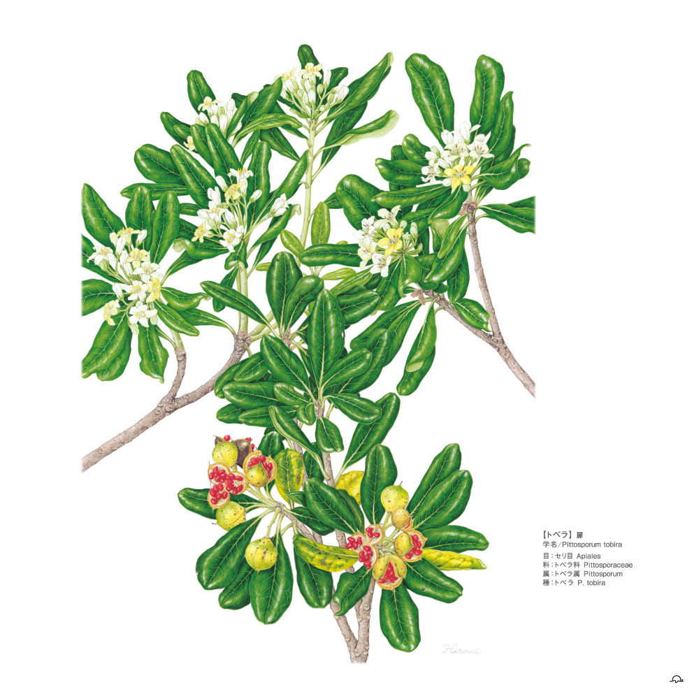 『トベラ』鳥居ひろみ