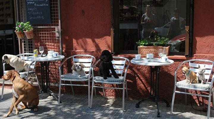 dogs at el perrito in palma