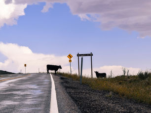 cows crossing a rural road