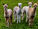 Buben-Team