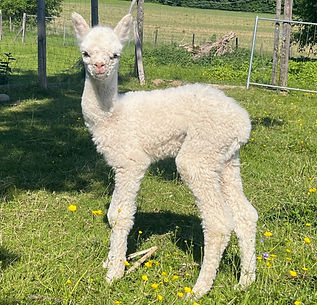 ATA Fabio, geb. 17.05.2022, v erkauft