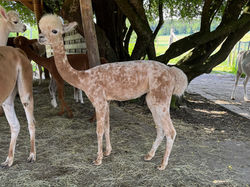 ATA Appy TRU Dolores