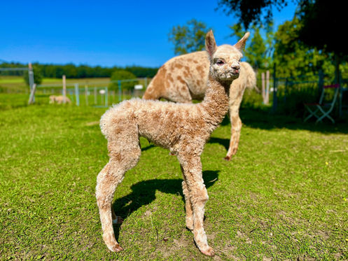 Zum Ende der Fohlensaison noch ein hübscherAppaloosa-Hengst 🥰
