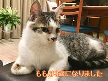 ねこ日和　令和元年９月２５日