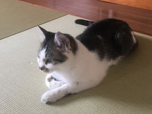 ねこ日和　令和元年５月２９日