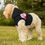 Thumbnail: Canine Stroll Hoodie for Small Pets 