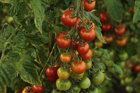 fruit-g1138b40f4_1920.jpg