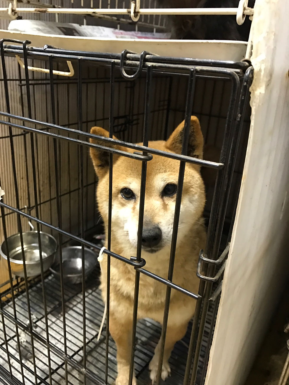 柴犬 5〜6歳 女の子