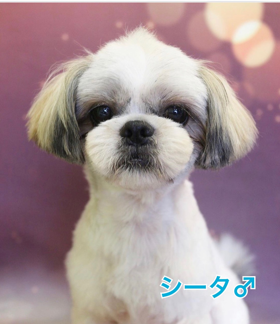 シータ