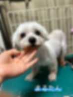 まるたん