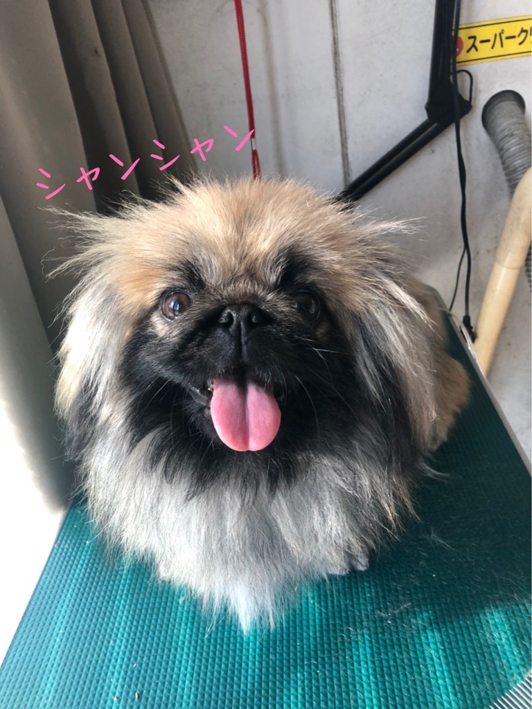 シャンシャン