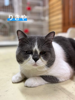 りきや