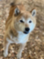 綾音
