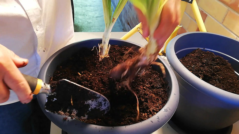 Thumbnail: Agapanthus (6 blue/purple)