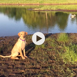 NEW PUPPY VIDEOS OF YETI