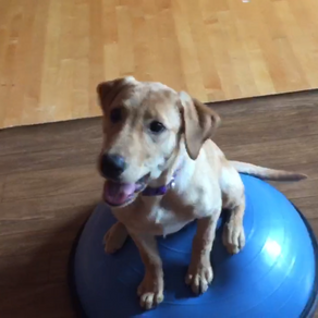 Bosu Ball Place Training with Yeti