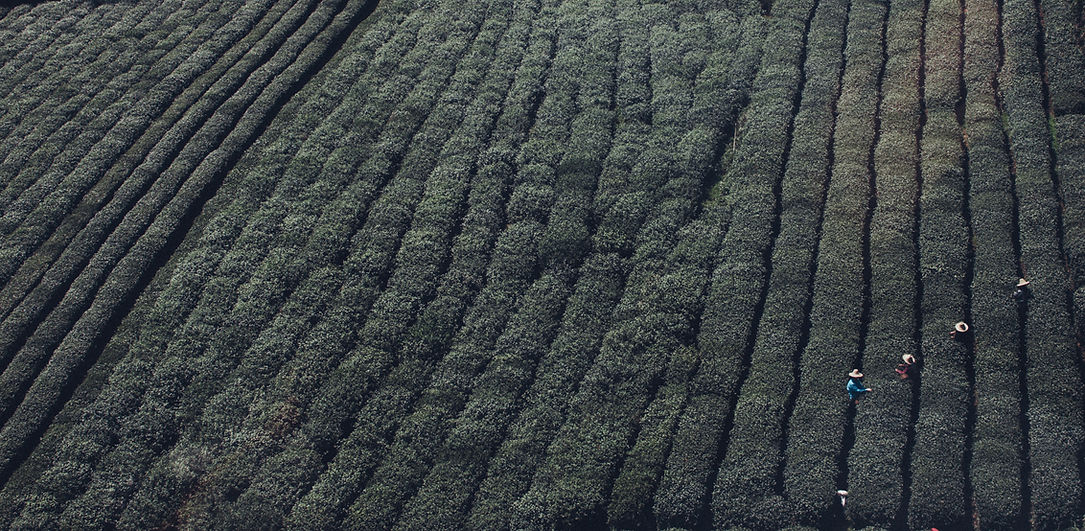 茶畑の風景