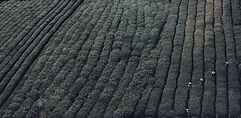 Tea Fields