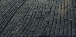 Tea Fields