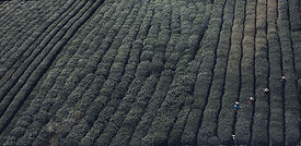 Tea Fields