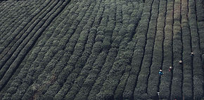 Tea Fields